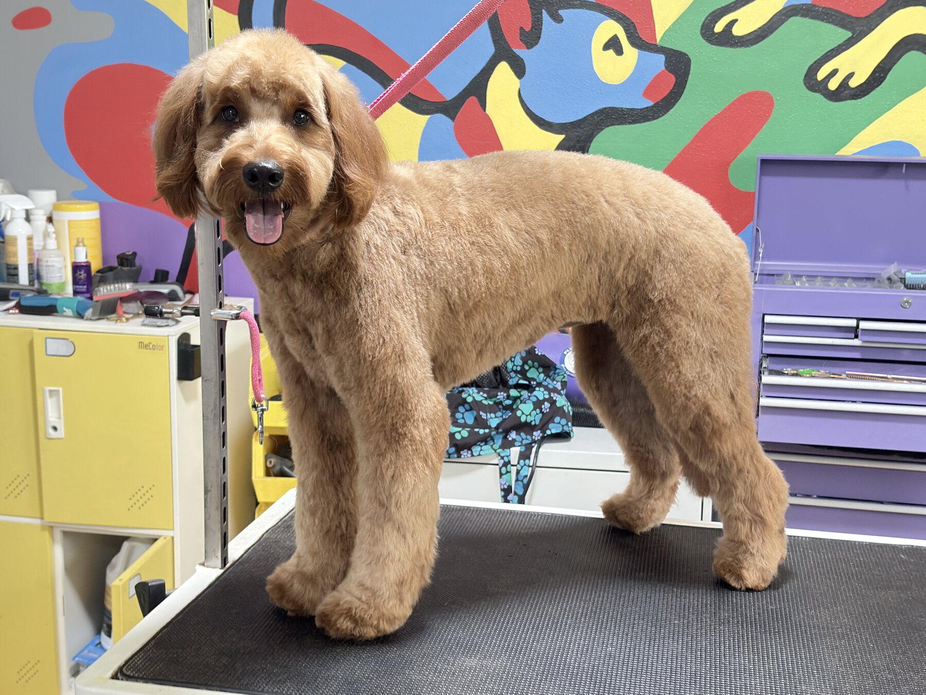 Dog Grooming in Ocala, FL Freshly groomed dog at Dogwalker Ranch in Ocala